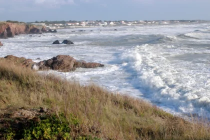 Brem sur mer 4 AdobeStock 177601749